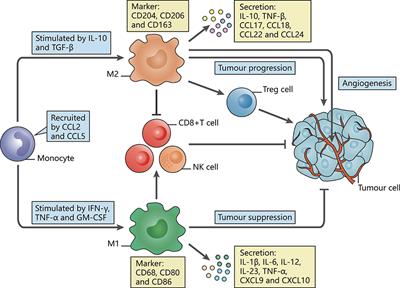 Redefining Tumor-Associated Macrophage Subpopulations and Functions in the Tumor Microenvironment